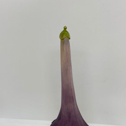 Green Tip Hat Nochale - 050